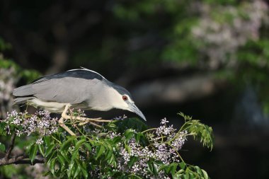 siyah taç gece balıkçılı (nycticorax nycticorax)-Japonya