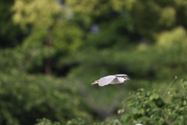 siyah taç gece balıkçılı (nycticorax nycticorax)-Japonya