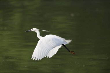 Japonya 'da küçük balıkçıl (Egretta garzetta)