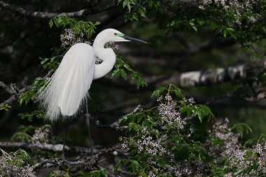 Büyük Akbalıkçıl (Ardea alba tevazu) kuş tüyü 