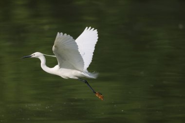 Japonya 'da küçük balıkçıl (Egretta garzetta)