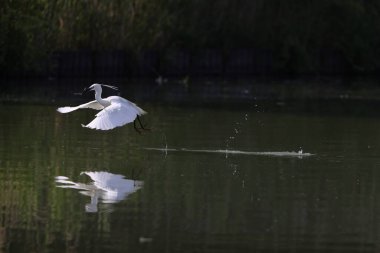 Japonya 'da küçük balıkçıl (Egretta garzetta)