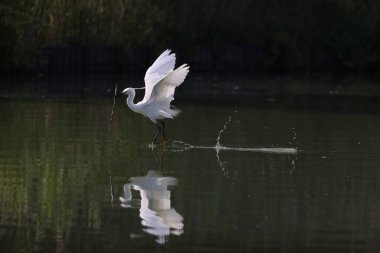 Japonya 'da küçük balıkçıl (Egretta garzetta)