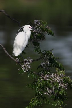 Japonya 'da küçük balıkçıl (Egretta garzetta)