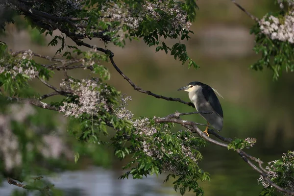 Héron Nuit Nycticorax Nycticorax Japon — Photo