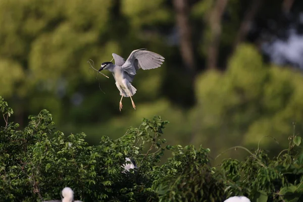 siyah taç gece balıkçılı (nycticorax nycticorax)-Japonya