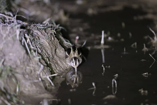 Jack Snipe Lymnocryptes Minimus Nocy Japonii — Zdjęcie stockowe