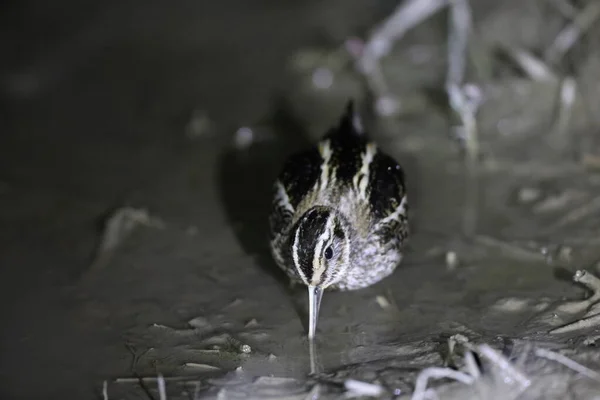 Bekassine Lymnocryptes Minimus Nachts Japan — Stockfoto