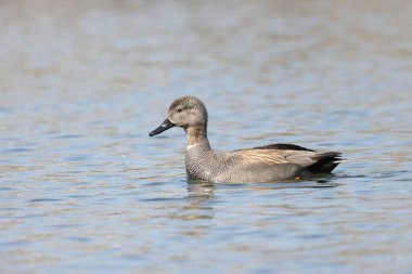 Japonya 'da Gadwall (Anas strepera) erkeği