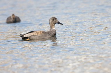 Japonya 'da Gadwall (Anas strepera) erkeği