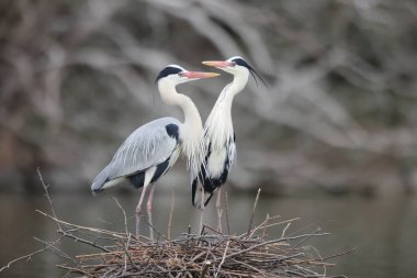 Gri balıkçıl (Ardea cinerea) Japonya'da
