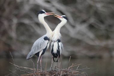 Gri balıkçıl (Ardea cinerea) Japonya'da