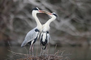 Gri balıkçıl (Ardea cinerea) Japonya'da