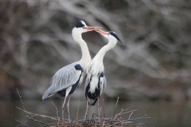 Gri balıkçıl (Ardea cinerea) Japonya'da
