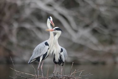 Gri balıkçıl (Ardea cinerea) Japonya'da