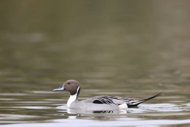 Japonya 'da Kuzey Pintail (Anas acuta) erkeği