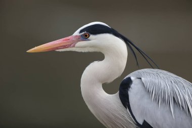 Gri balıkçıl (Ardea cinerea) Japonya'da