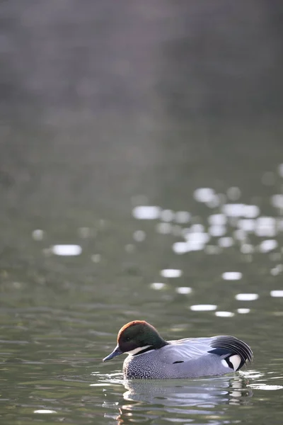 Αρσενικό Falcated Duck Anas Falcata Στην Ιαπωνία — Φωτογραφία Αρχείου