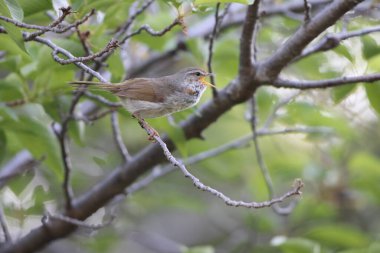 Japonya 'da Japon Bülbülü (Cettia veya Horornis diphone)