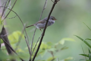 Japonya 'da Japon Bülbülü (Cettia veya Horornis diphone)