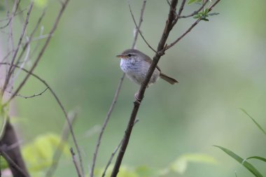 Japonya 'da Japon Bülbülü (Cettia veya Horornis diphone)