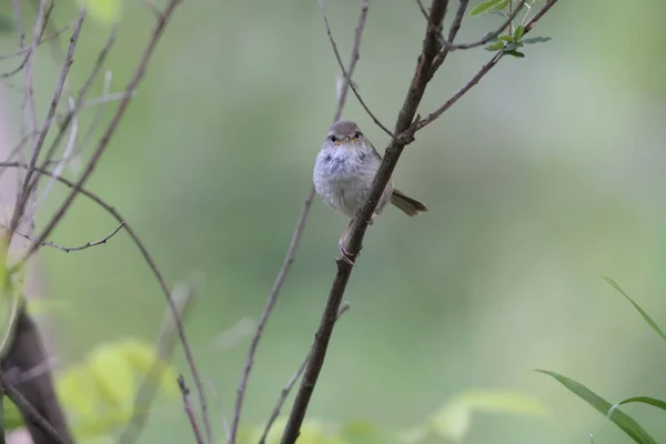 Ιαπωνικά Bush Warbler Ιαπωνικά Nightingale Cettia Horornis Diphone Στην Ιαπωνία — Φωτογραφία Αρχείου