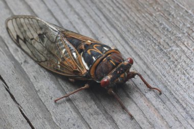 Japonya 'da Japon kırmızı ağustos böceği (Lyristes japonicus)