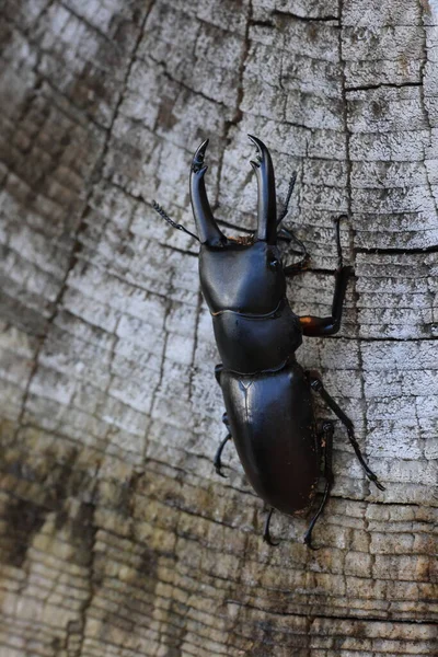 Asian Red Footed Stag Beetle Dorcus Rubrofemoratus Male Japan — Zdjęcie stockowe