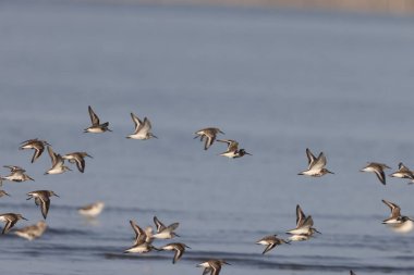 Dunlin (Calidris Alpina) ve Japonya 'daki diğer kum düdükçüleri.