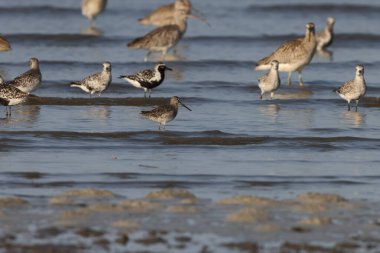Japonya 'da uzun gagalı Dowitcher (Limnodromus scolopaceus)