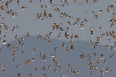 Dunlin (Calidris Alpina) ve Japonya 'daki diğer kum düdükçüleri.