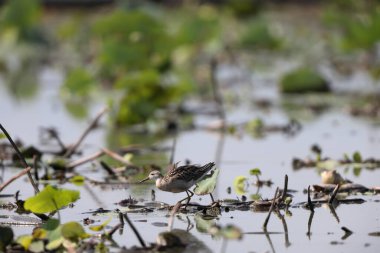 Japonya 'daki yakut (Calidris pugnax)