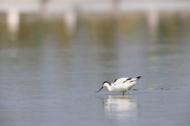 Japonya 'da Pied Avocet (Recurvirostra avosetta)