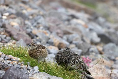 Japonya 'da kaya ptarmigan (Lagopus muta japonica)