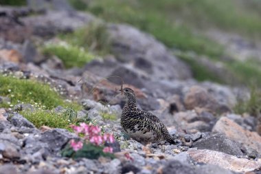 Japonya 'da kaya ptarmigan (Lagopus muta japonica)