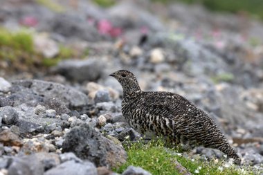 Japonya 'da kaya ptarmigan (Lagopus muta japonica)