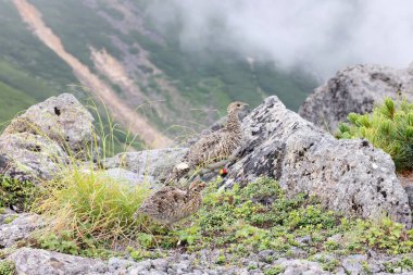 Japonya 'da kaya ptarmigan (Lagopus muta japonica)