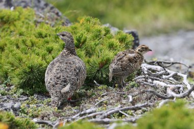 Japonya 'da kaya ptarmigan (Lagopus muta japonica)