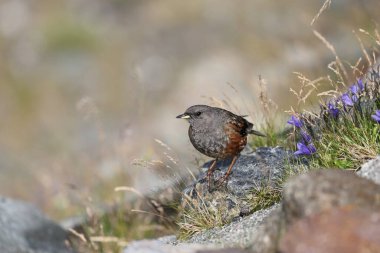 Japonya 'da Alp aksanı (Prunella collaris)
