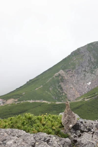Batu Ptarmigan Lagopus Muta Japonica Jepang — Stok Foto