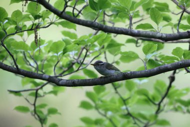 Japonya 'da Doğu taç giymiş yaprak bülbülü (Phylloscopus coronatus)