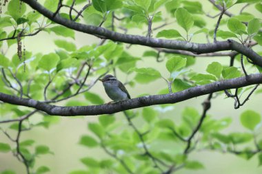 Japonya 'da Doğu taç giymiş yaprak bülbülü (Phylloscopus coronatus)