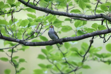Japonya 'da Doğu taç giymiş yaprak bülbülü (Phylloscopus coronatus)