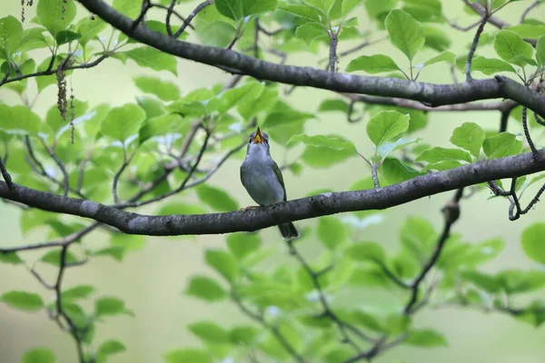 日本的东方冠叶莺 Phylloscopus Coronatus — 图库照片
