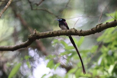 Japonya'da Japon cennet sinekkapan (Terpsiphone atrocaudata) erkek
