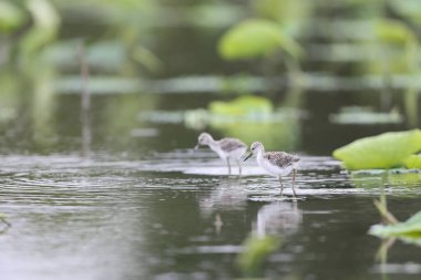 Japonya 'daki Kara Kanatlı Stilt (Himantopus himantopus) ailesi