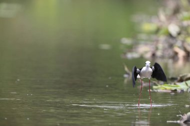 Japonya 'daki Kara Kanatlı Stilt (Himantopus himantopus)