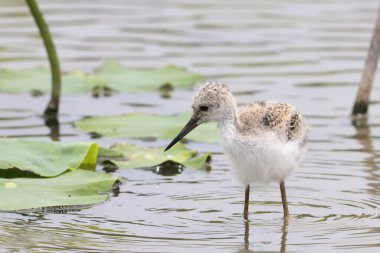 Japonya 'daki Kara Kanatlı Stilt (Himantopus himantopus) ailesi