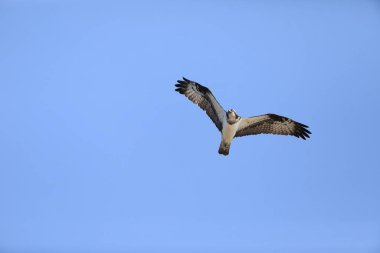 Japonya 'da Osprey (Pandion haliaetus)