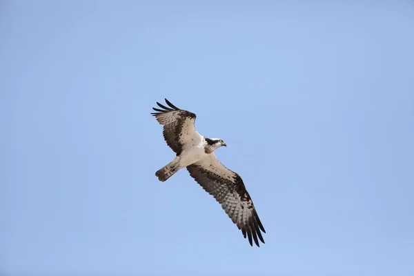 Osprey Pandion Haliaetus Japão — Fotografia de Stock